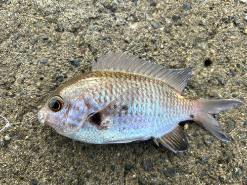 スズメダイの釣果