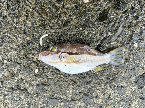 キタマクラの釣果