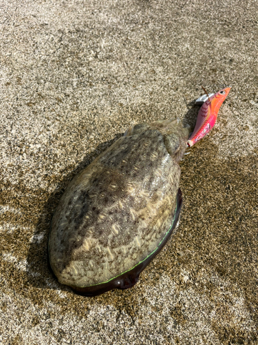 コウイカの釣果