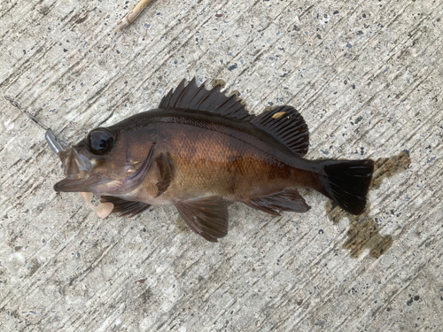 メバルの釣果