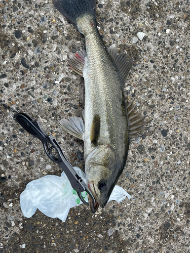 フッコ（マルスズキ）の釣果