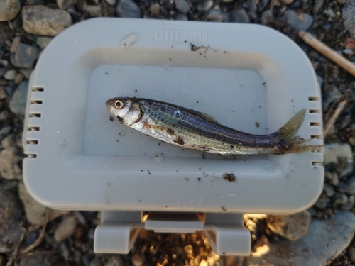 クチボソの釣果