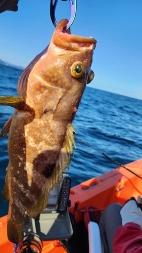 キジハタの釣果