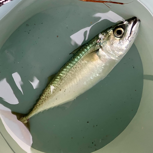 サバの釣果