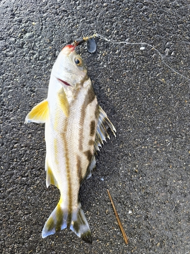 コトヒキの釣果