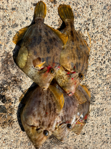 カワハギの釣果