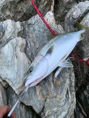 ヤズの釣果