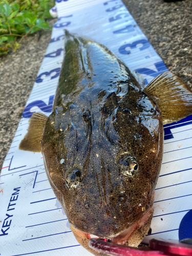 マゴチの釣果