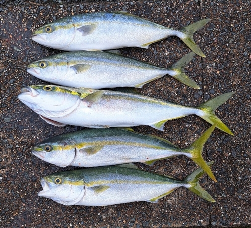 ツバスの釣果