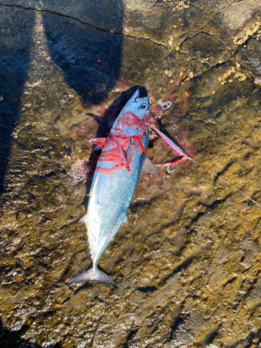 ソウダガツオの釣果