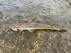 エソの釣果