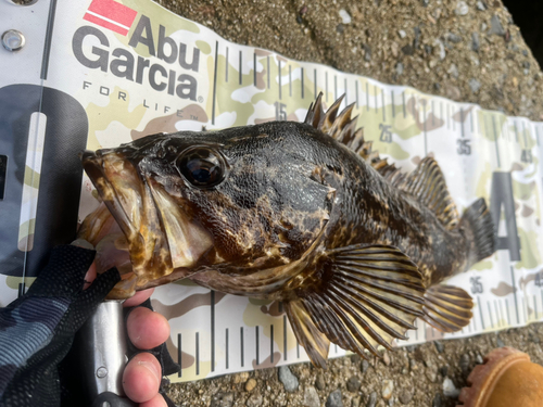 タケノコメバルの釣果