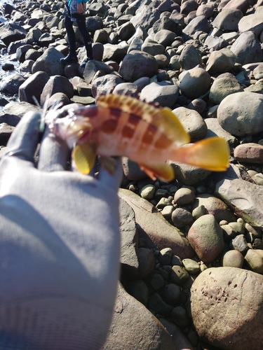 アカハタの釣果