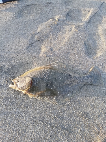 ヒラメの釣果