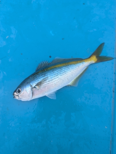 熱海港海釣り施設