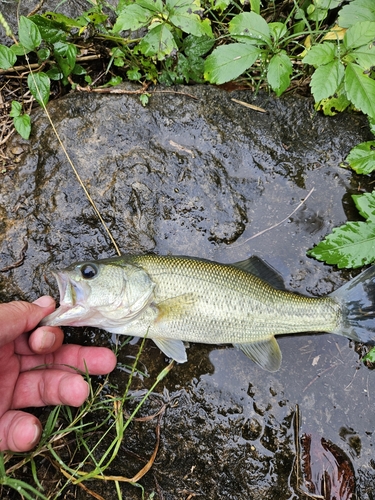 ラージマウスバスの釣果