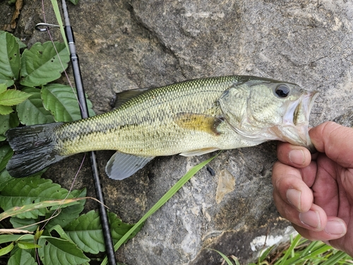 ラージマウスバスの釣果