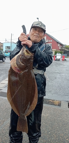 ヒラメの釣果