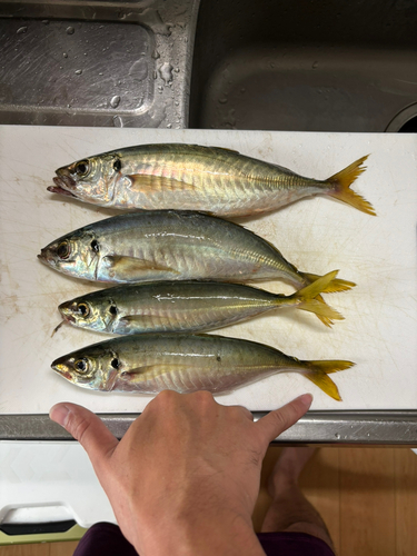 アジの釣果