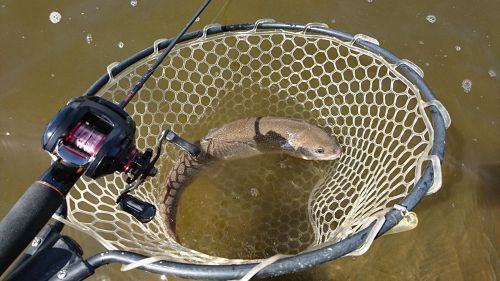 イトウの釣果