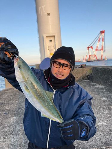 ハマチの釣果