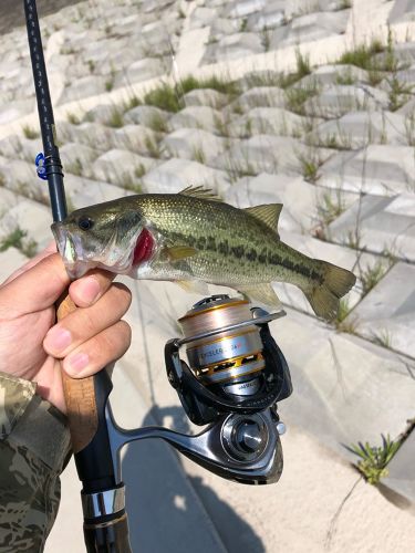 ラージマウスバスの釣果