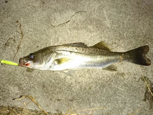 シーバスの釣果