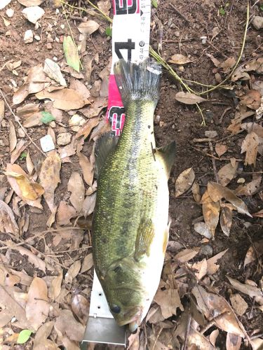 ブラックバスの釣果