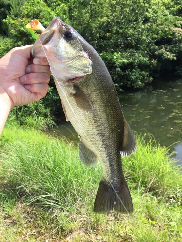 ブラックバスの釣果