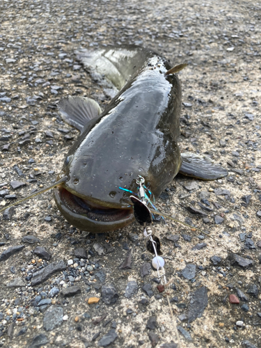 マナマズの釣果