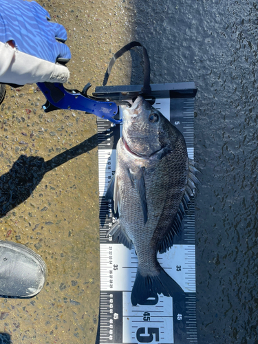 クロダイの釣果