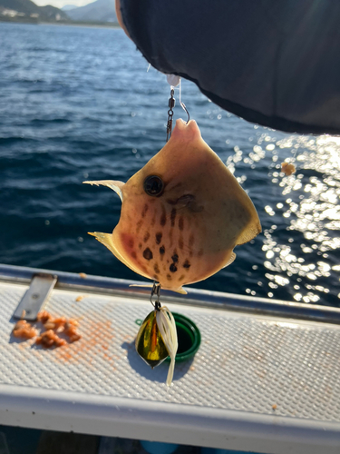 カワハギの釣果