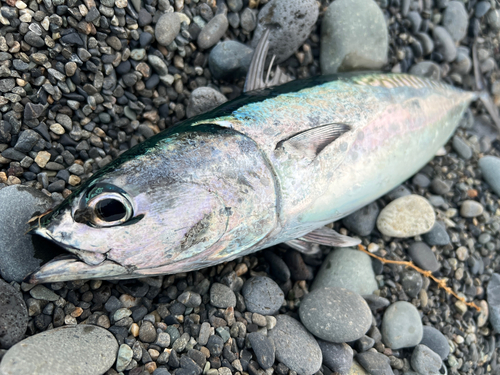 ソウダガツオの釣果