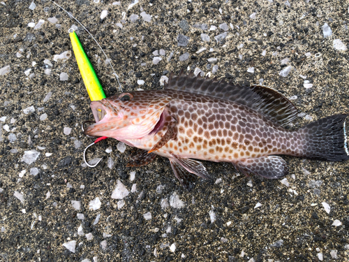 オオモンハタの釣果