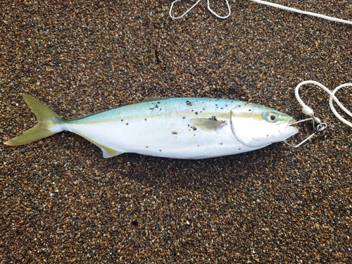 ワカシの釣果