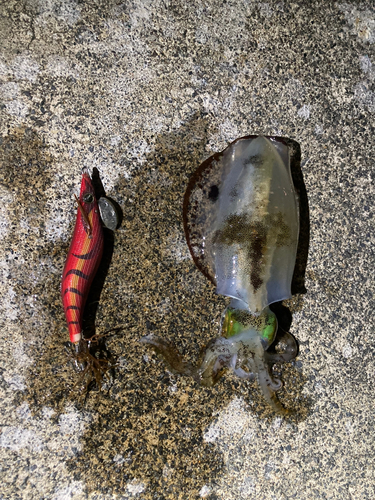 アオリイカの釣果