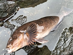 アイナメの釣果