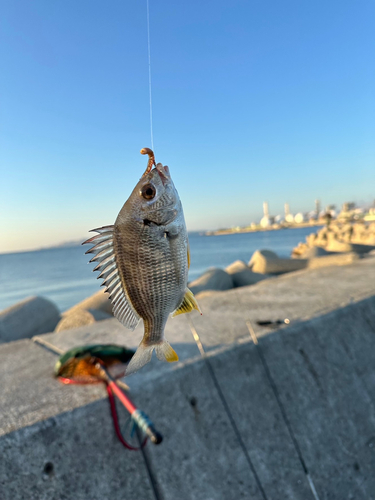 キビレの釣果