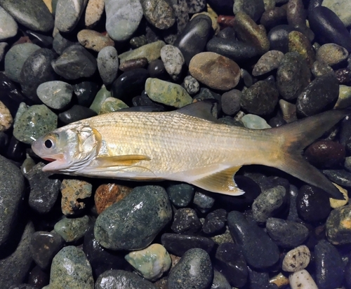 ツバメコノシロの釣果