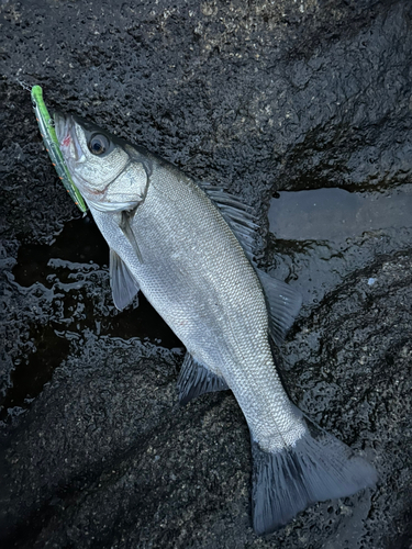 ヒラスズキの釣果