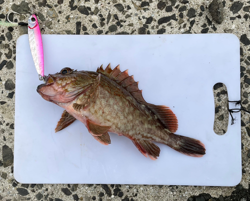 カサゴの釣果