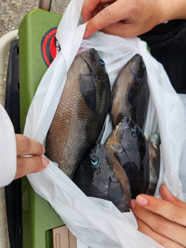 クチブトグレの釣果