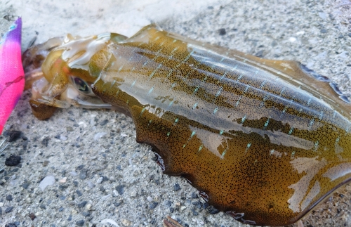 アオリイカの釣果