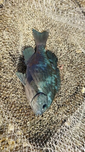 クチブトグレの釣果