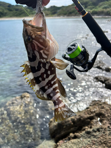 キジハタの釣果