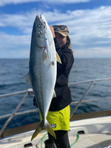 ブリの釣果