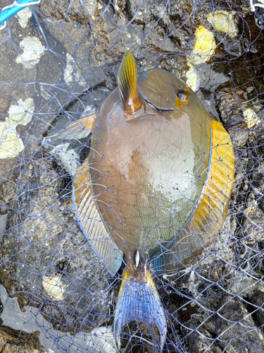 ニセカンランハギの釣果