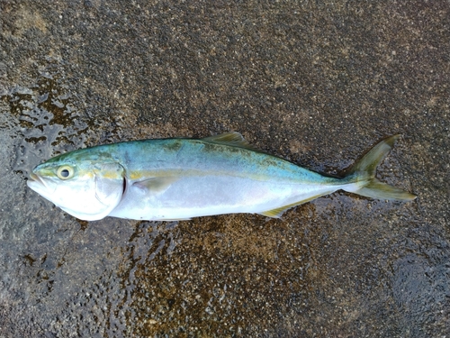 ツバイソの釣果