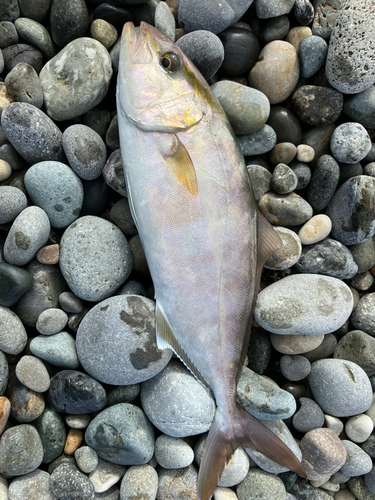 カンパチの釣果