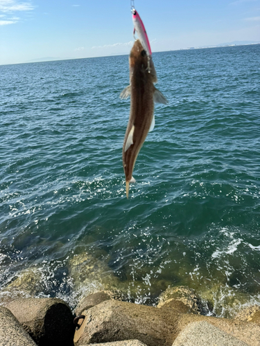 エソの釣果